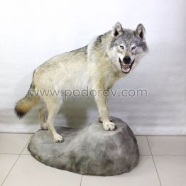 Чучело крупного волка